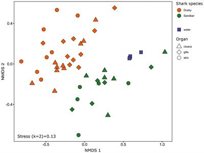 Preliminary study of shark microbiota at a unique mix-species shark aggregation site, in the Eastern Mediterranean Sea